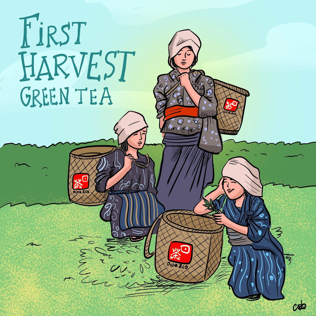 Shincha Tea Harvest - Ocha & Co.